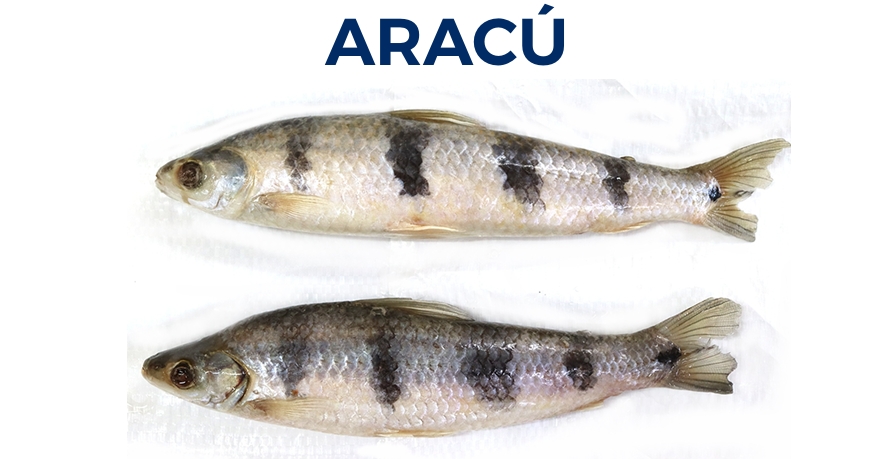 ARACÚ