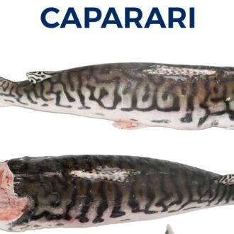 CAPARARI