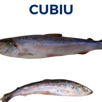 CUBIU