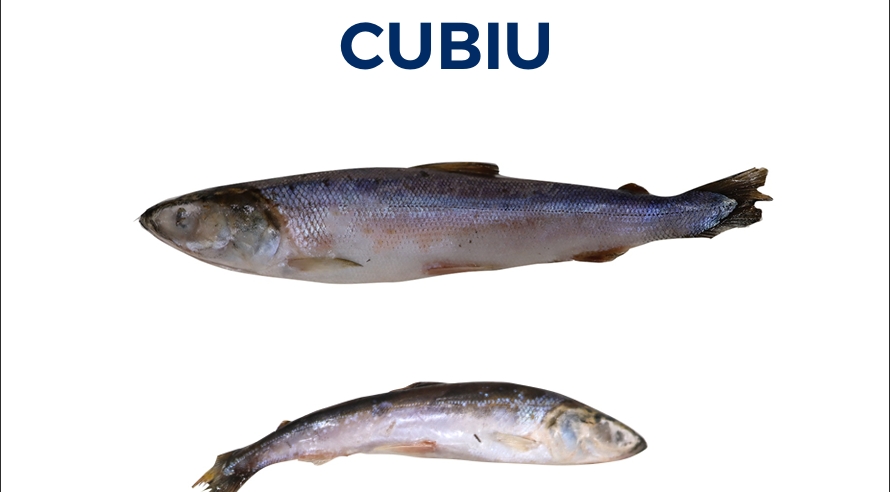 CUBIU