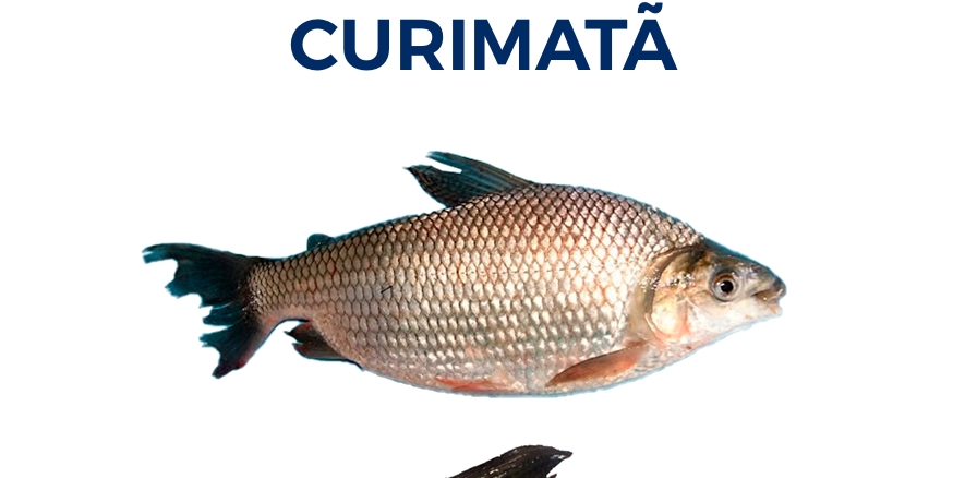 CURIMATÃ