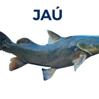 JAÚ