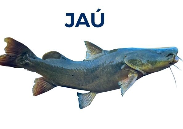 JAÚ