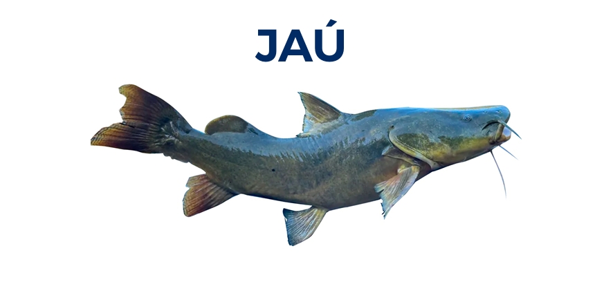JAÚ