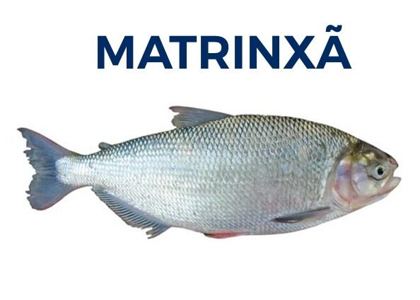 MATRINXÃ