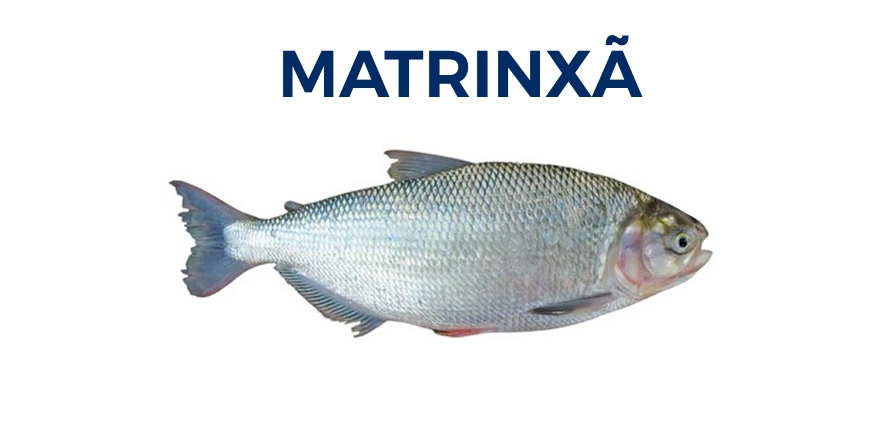 MATRINXÃ