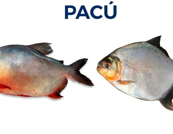 PACÚ