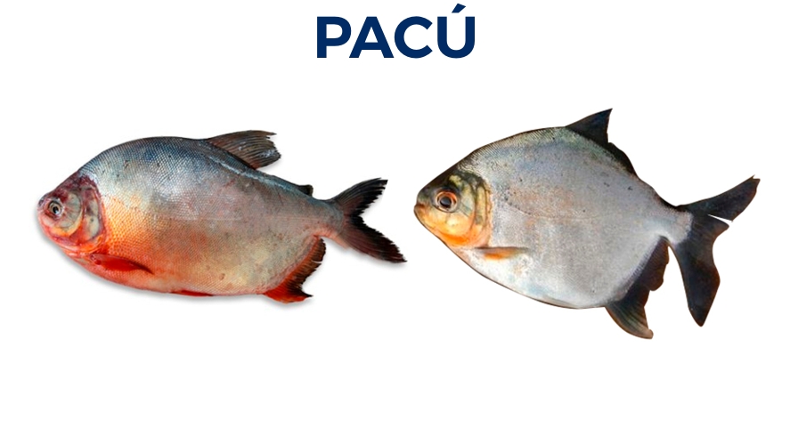 PACÚ