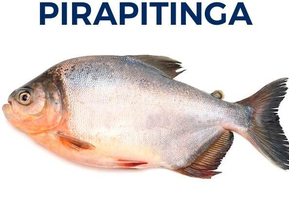 PIRAPITINGA