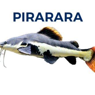 PIRARARA