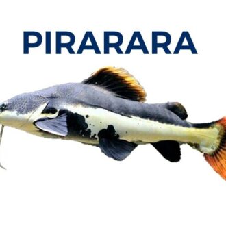 PIRARARA
